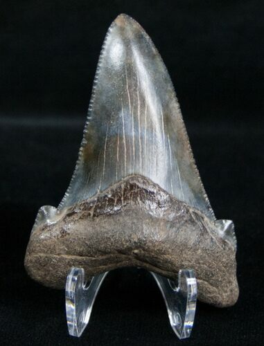 Carcharocles Angustiden Tooth - Pre Megalodon #4400